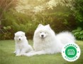 cachorrito-samoyedo-small-0