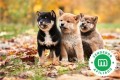 cachorrito-shiba-inu-small-0