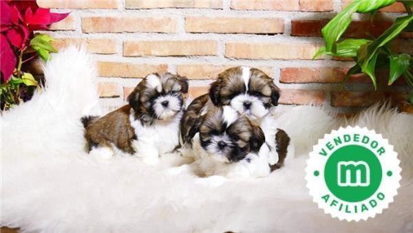 cachorrito-shihtzu-big-0