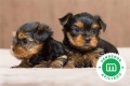 cachorrito-yorkshire-terrier-small-0