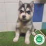 husky-siberiano-small-4