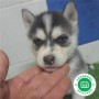 husky-siberiano-small-3