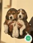 beagle-small-0