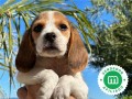 beagle-small-1