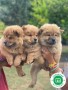 chowchow-small-1
