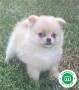 pomerania-small-0