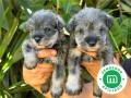 schnauzer-small-1