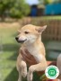 shiba-inu-small-1