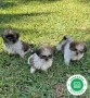 shih-tzu-small-1