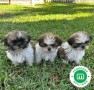 shih-tzu-small-0