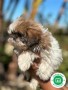 shih-tzu-small-2