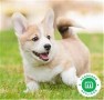 corgi-small-1