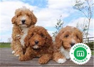 CAVAPOO