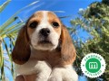 beagle-small-1