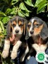 beagle-small-2