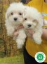 bichon-maltes-small-2