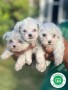 bichon-maltes-small-1