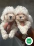 bichon-maltes-small-0