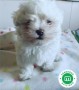 bichon-maltes-cachorro-con-pedigree-loe-small-0