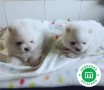 bichon-maltes-cachorro-con-pedigree-loe-small-1