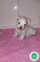 bichon-maltes-cachorro-con-pedigree-loe-small-2