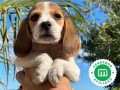 beagle-small-1