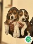 beagle-small-0