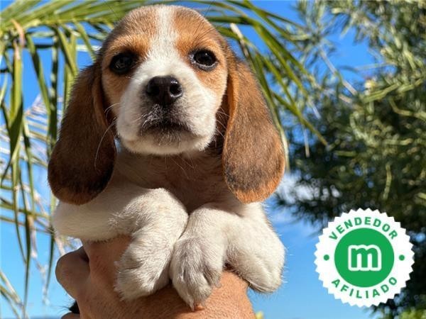 beagle-big-1