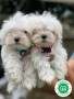 bichon-maltes-small-1