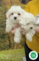 bichon-maltes-small-3