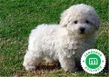 caniche-small-0