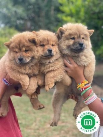 chowchow-big-1