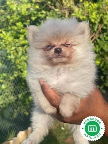 pomerania-big-2