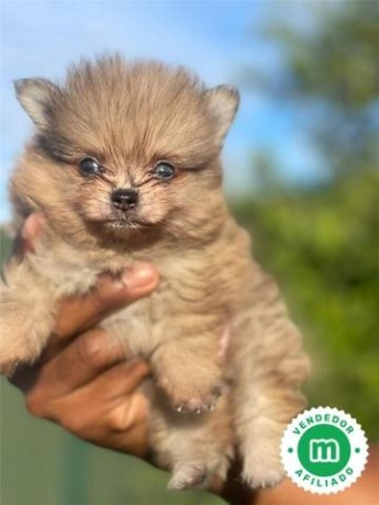 pomerania-big-3