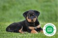 rottweiler-small-2