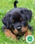 rottweiler-small-0