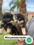 pomsky-small-1