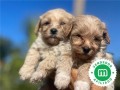 maltipoo-small-0