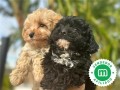 maltipoo-small-1