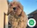 maltipoo-small-2