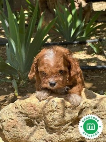 cavapoo-big-0