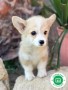 corgi-small-0