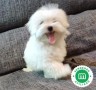 bichon-maltes-small-1