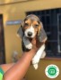 beagle-small-0