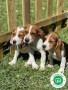 beagle-small-1