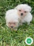 bichon-maltes-small-1