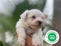 bichon-maltes-small-2