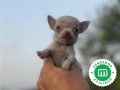 chihuahua-small-2