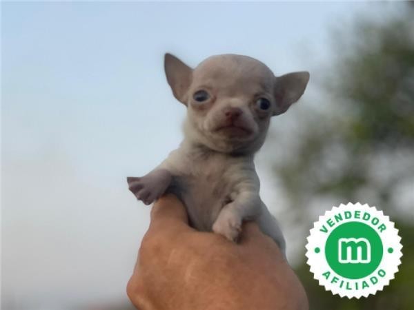 chihuahua-big-2