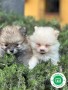 pomerania-small-0